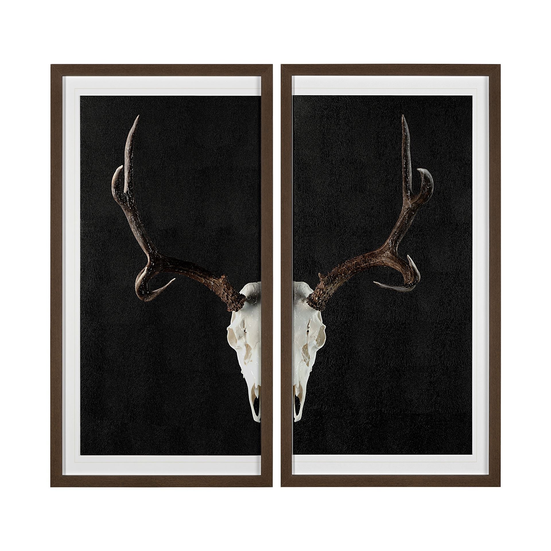 Deer Skull Set of Two